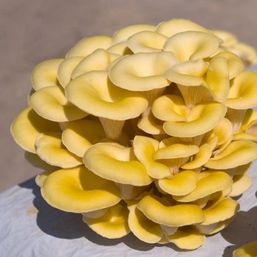 Fungo-dOro-Pleurotus-cornucopiae-3